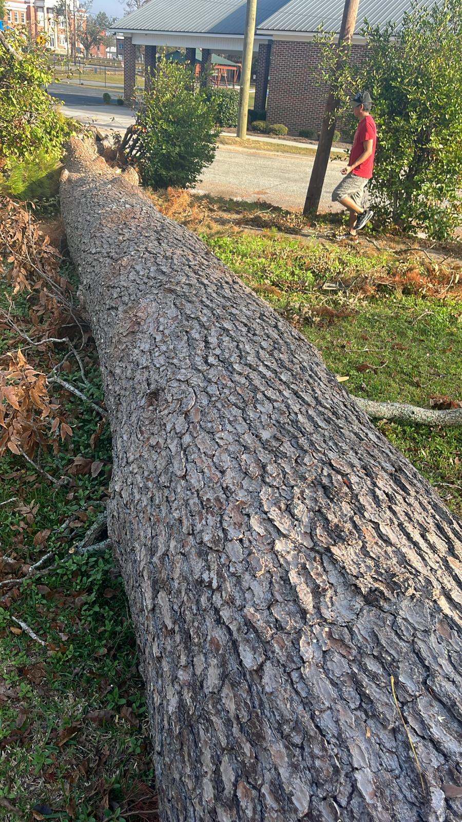 Tree Services