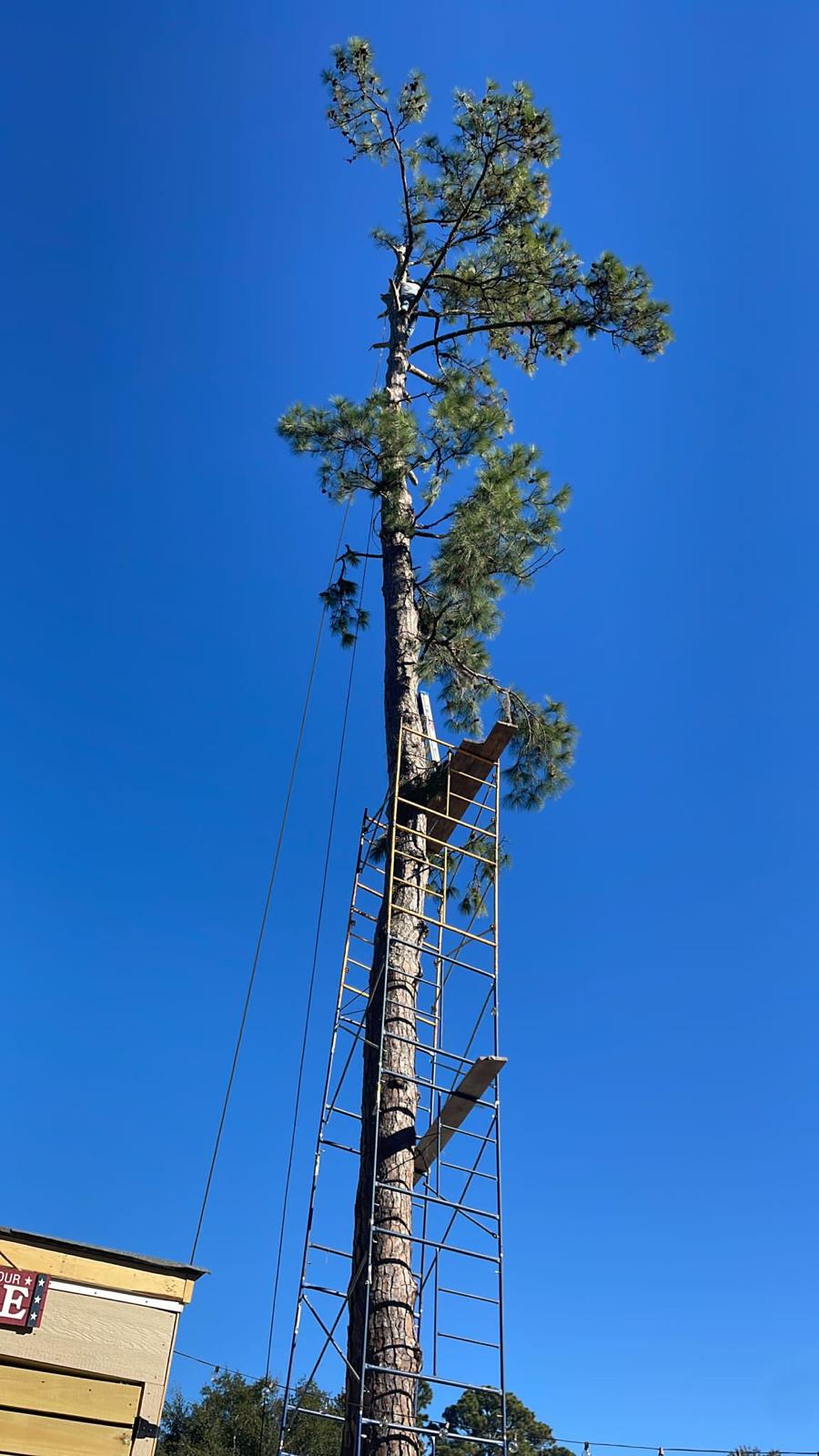Tree service project