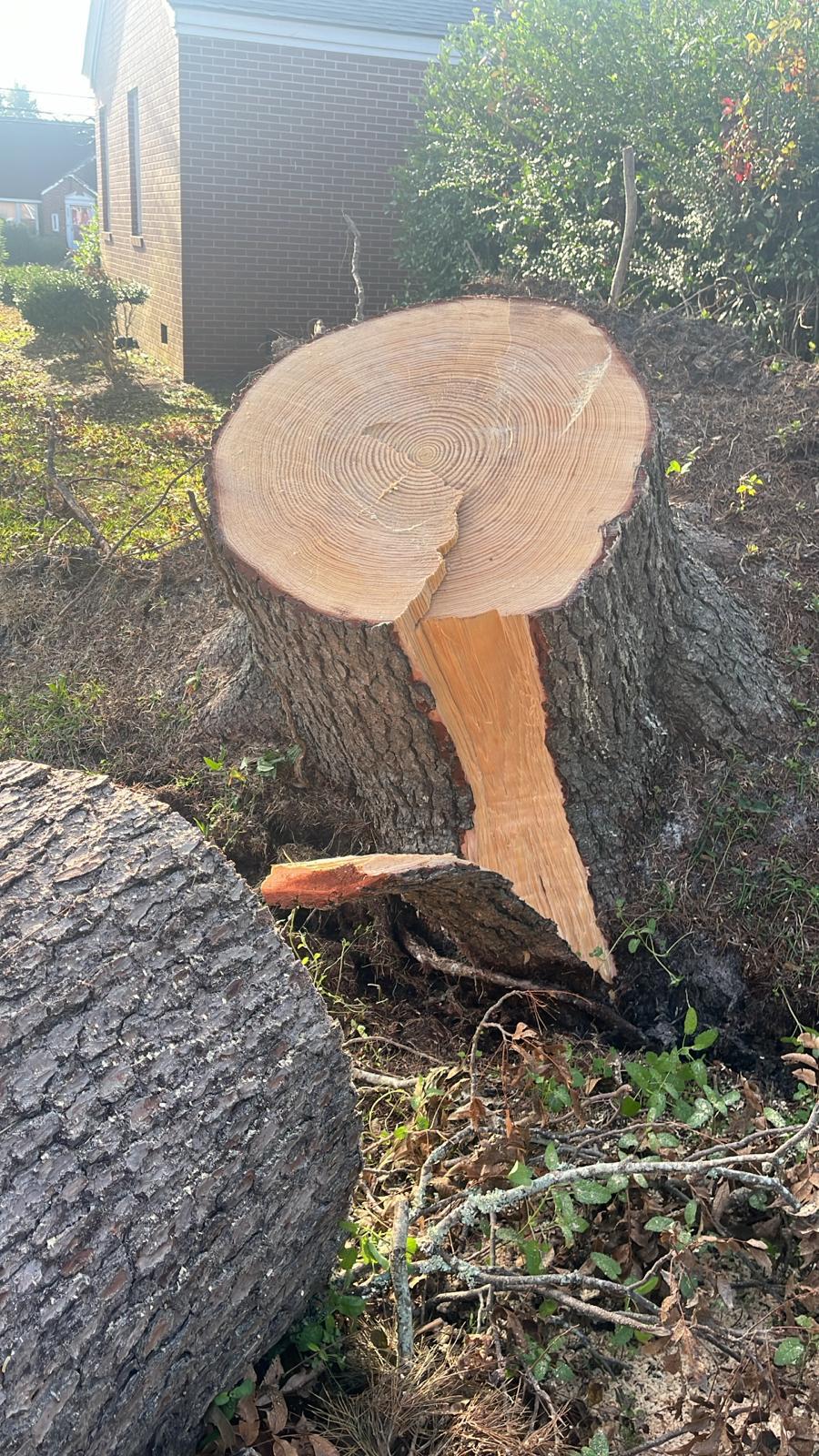 Tree service project
