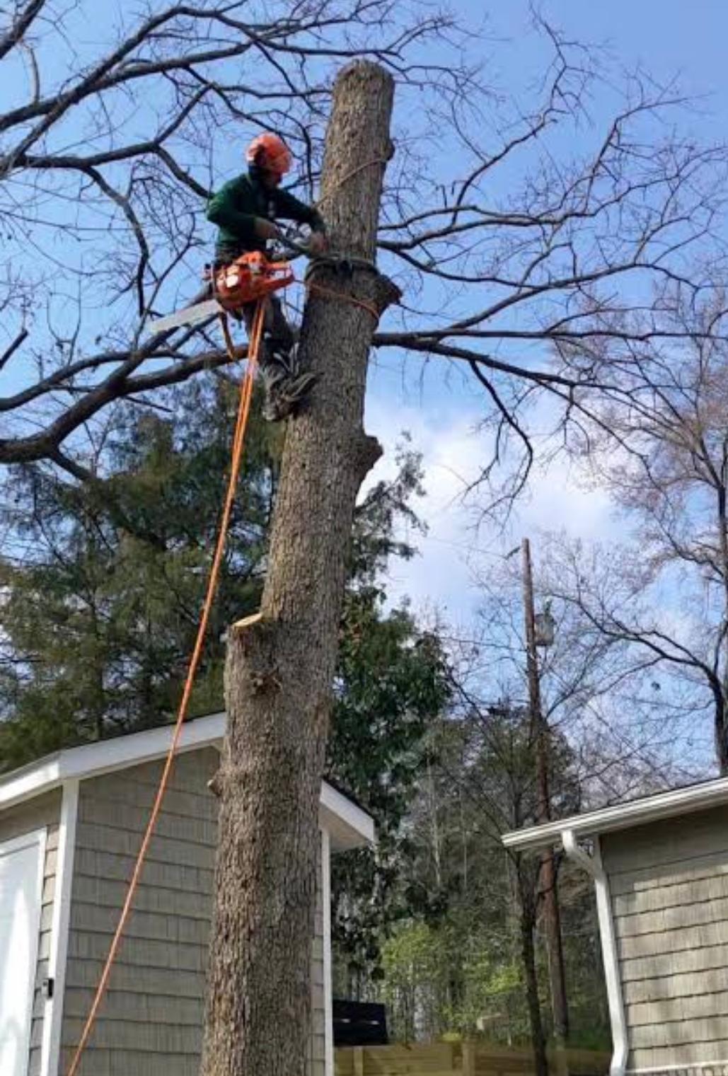 Tree service project