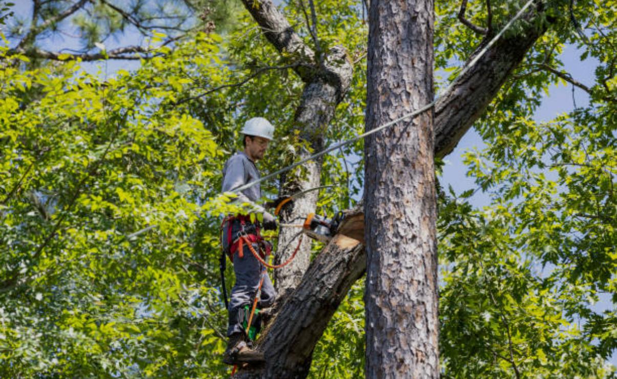 Tree service project