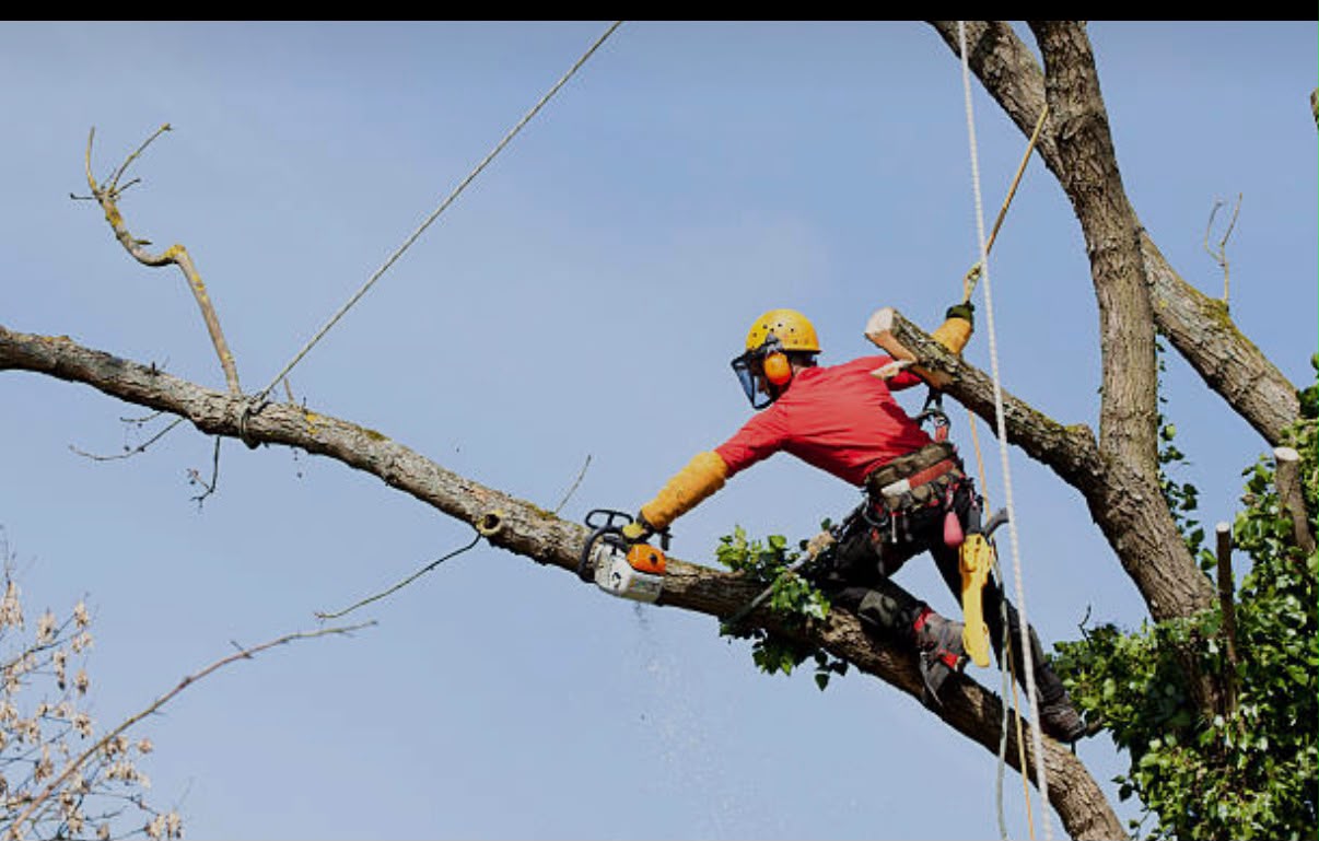 Tree service project